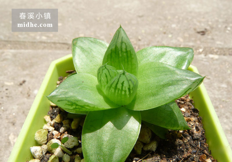 京之华(小方盆)-春溪小镇