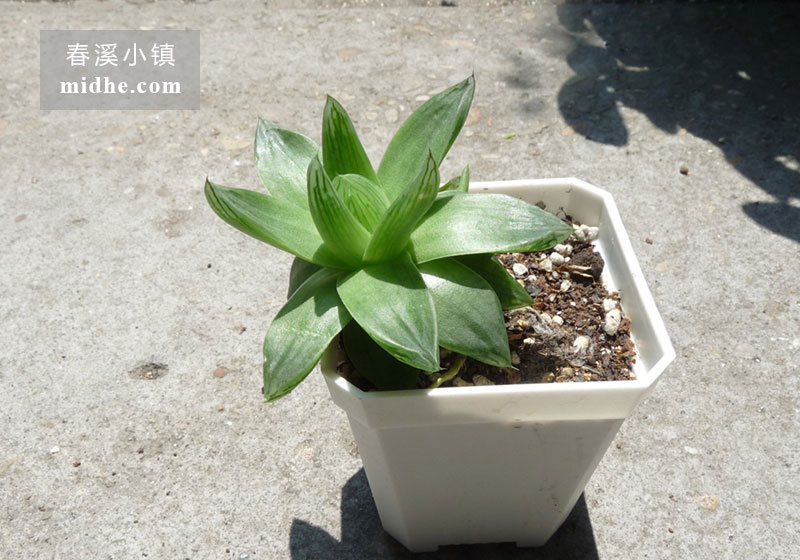 京之华(小方盆)-春溪小镇