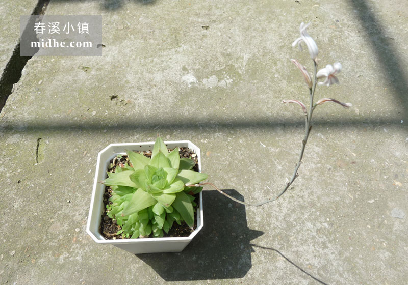 京之华(大方盆)-春溪小镇