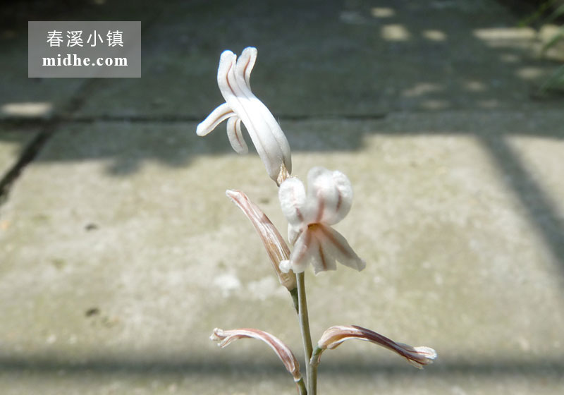京之华(大方盆)-春溪小镇