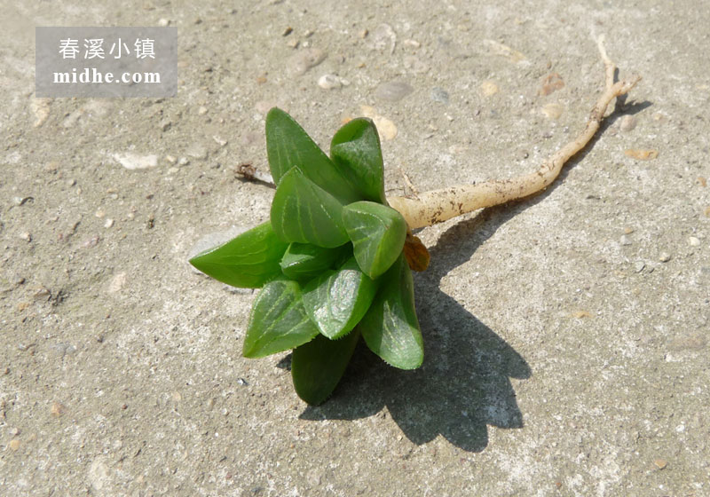 康氏寿(单株)-春溪小镇