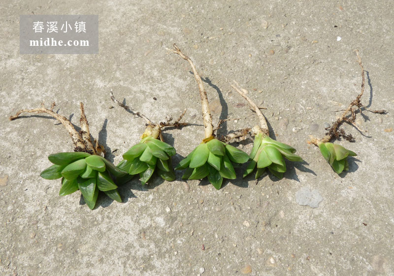 康氏寿(单株)-春溪小镇
