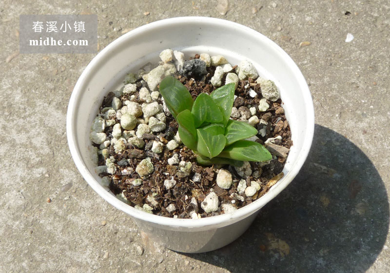 康氏寿(小白盆)-春溪小镇