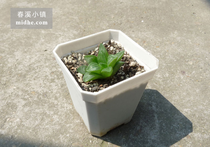 康氏寿(小方盆)-春溪小镇