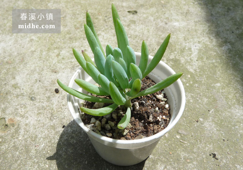 蓝月亮(小白盆)-春溪小镇