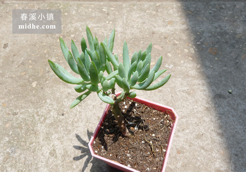 蓝月亮(小方盆老桩/多头)-春溪小镇