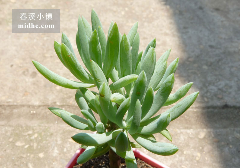 蓝月亮(小方盆老桩/多头)-春溪小镇