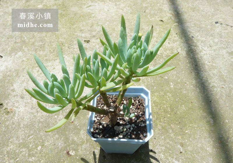 蓝月亮(小方盆老桩/多头)-春溪小镇