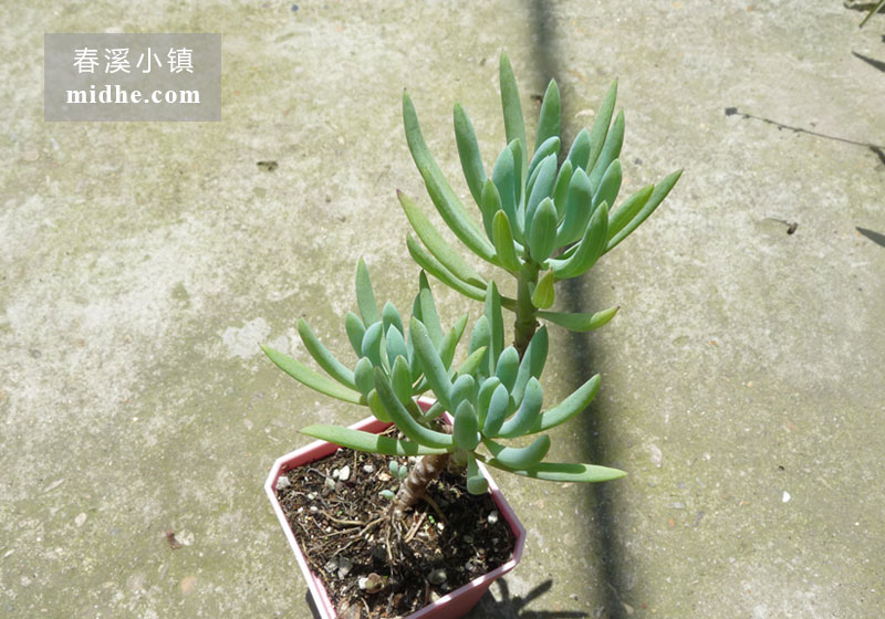 蓝月亮(小方盆老桩/多头)-春溪小镇
