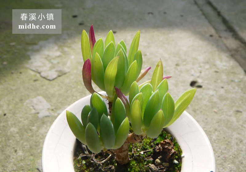 蓝月亮(陶瓷盆老桩/多头)-春溪小镇