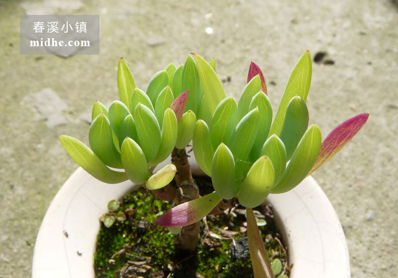 蓝月亮(陶瓷盆老桩/多头)-春溪小镇
