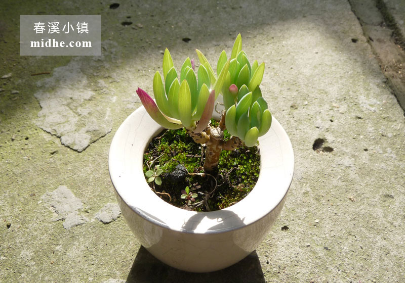 蓝月亮(陶瓷盆老桩/多头)-春溪小镇