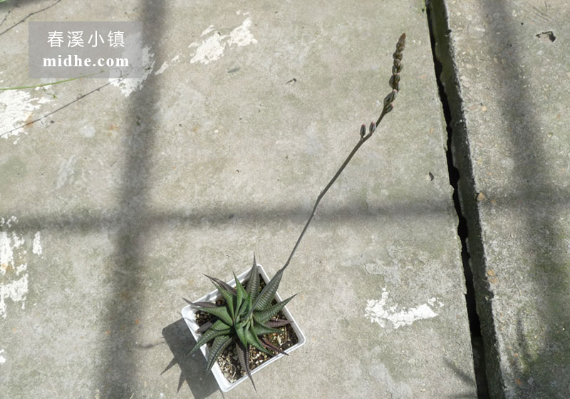 琉璃殿（大方盆）-春溪小镇