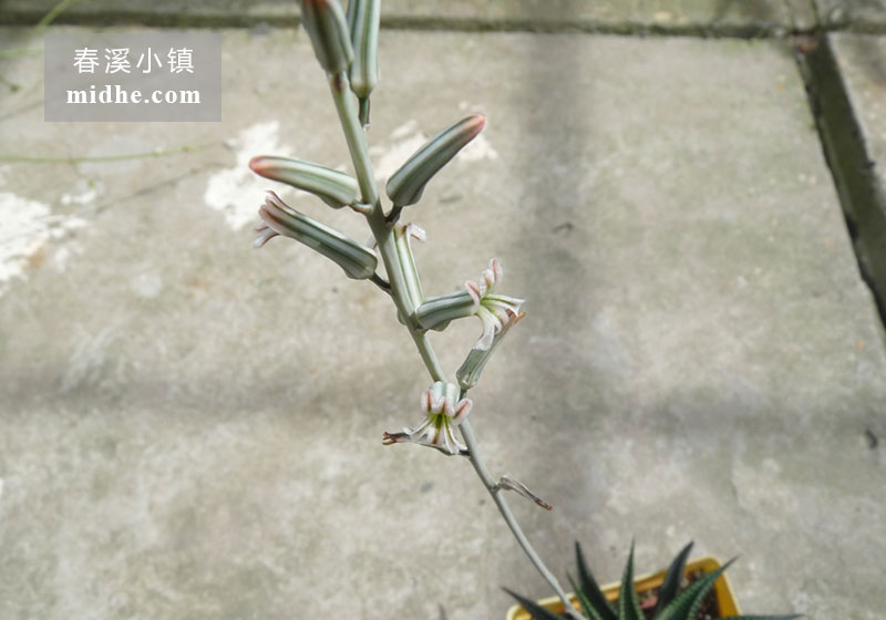 琉璃殿（大方盆）-春溪小镇