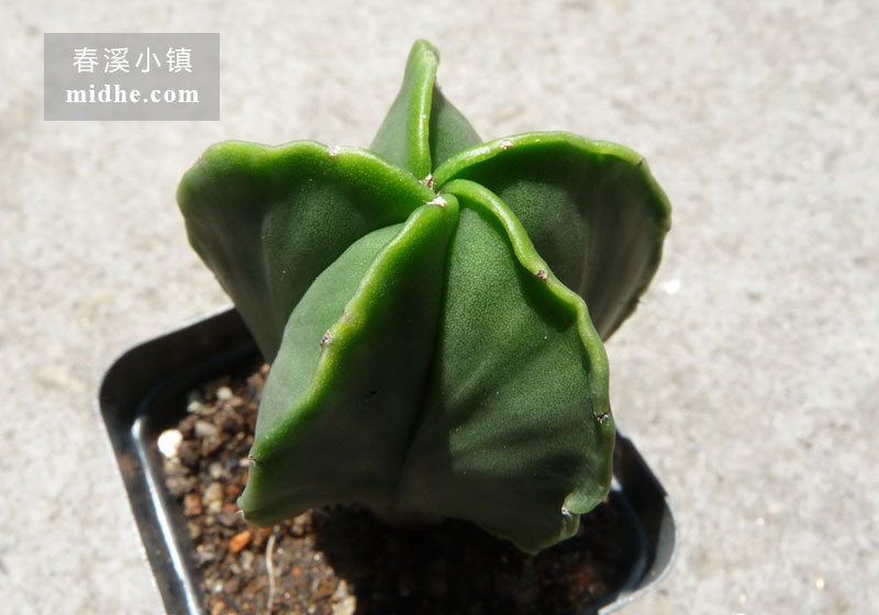 鸾凤玉(五角鸾凤玉单株)-春溪小镇