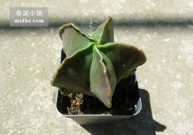 鸾凤玉(五角鸾凤玉单株)-春溪小镇