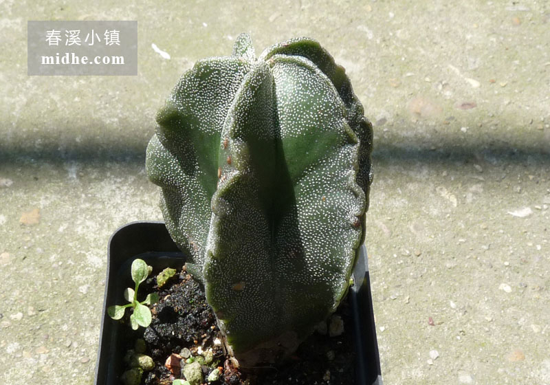 鸾凤玉(五角鸾凤玉单株)-春溪小镇