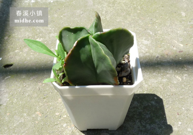 鸾凤玉(五角鸾凤玉小方盆)-春溪小镇
