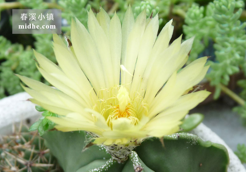 鸾凤玉(五角鸾凤玉小方盆)-春溪小镇