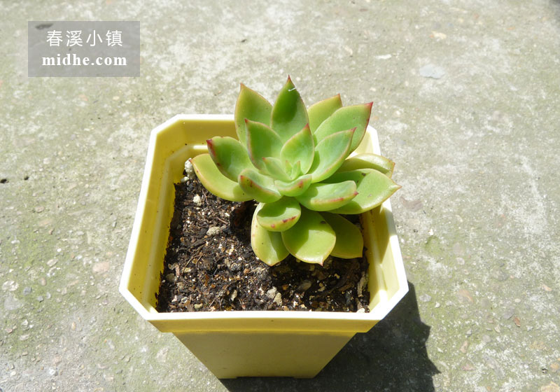 绿冬云(小方盆)-春溪小镇