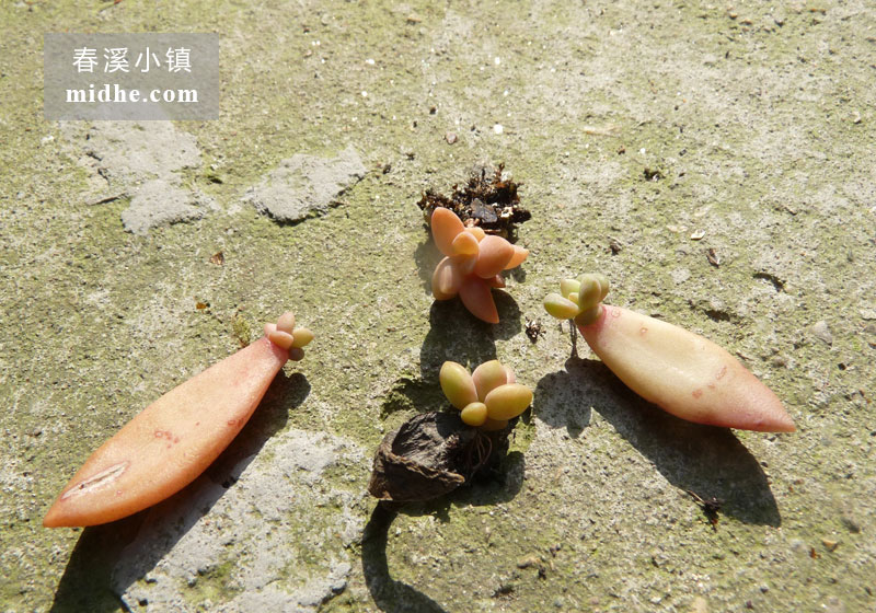 铭月(苗)-春溪小镇