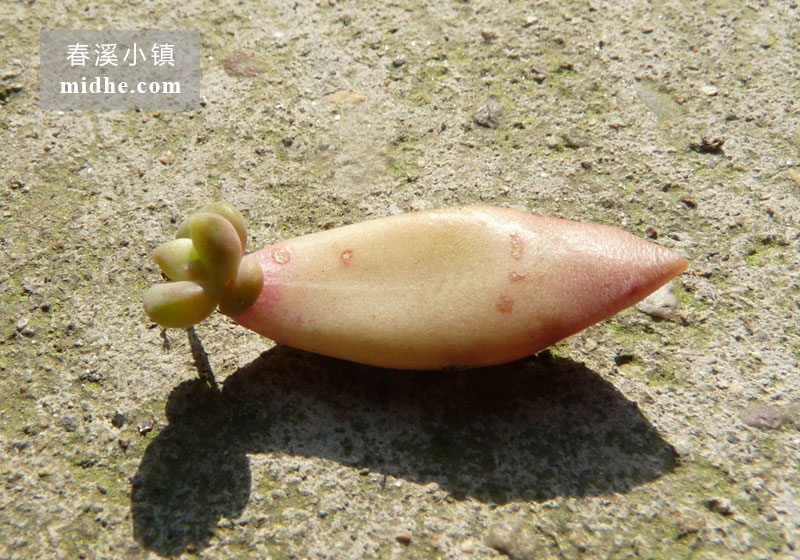 铭月(苗)-春溪小镇