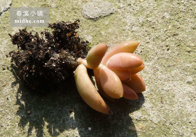 铭月(单株)-春溪小镇
