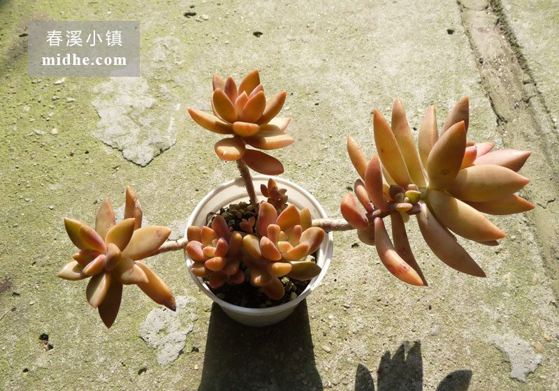 铭月(小白盆老桩/多头)-春溪小镇