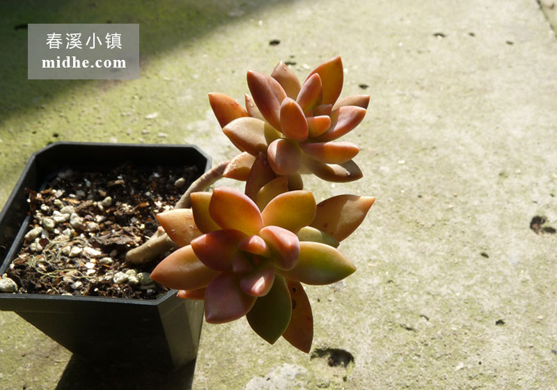 铭月(小方盆老桩/多头)-春溪小镇