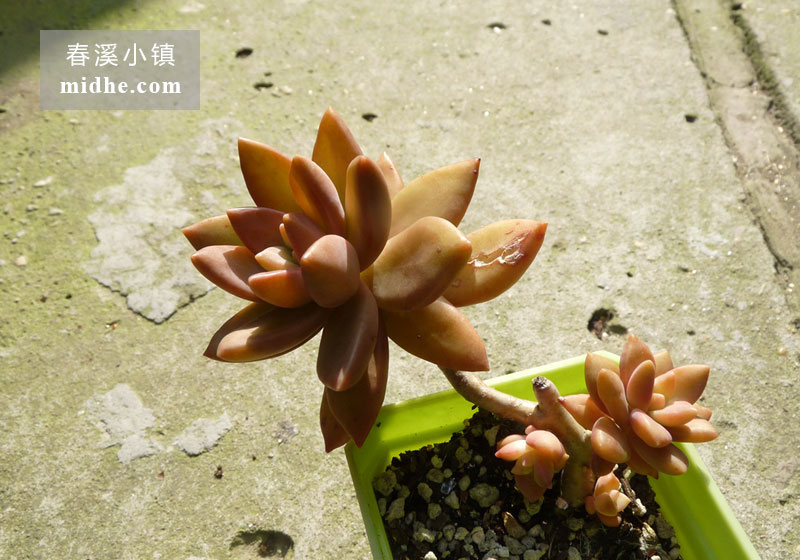铭月(小方盆老桩/多头)-春溪小镇