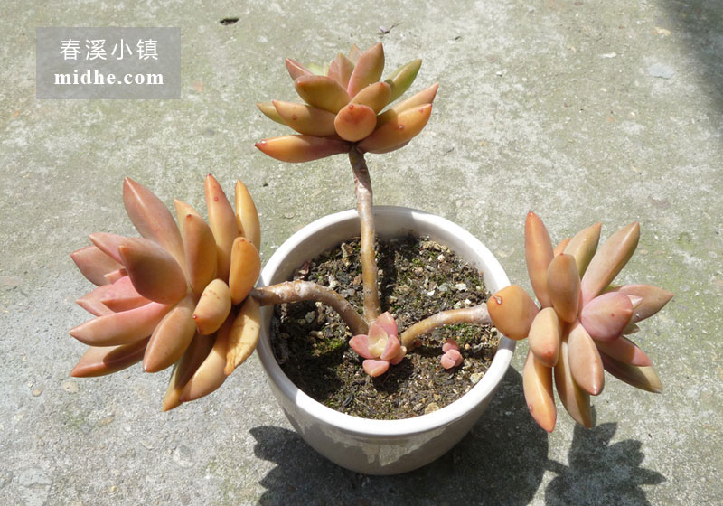 铭月(陶瓷盆老桩/多头)-春溪小镇