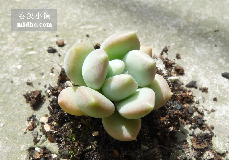 胖美人(单株)-春溪小镇