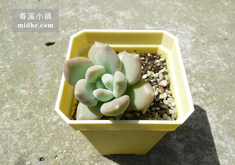 胖美人(小方盆)-春溪小镇