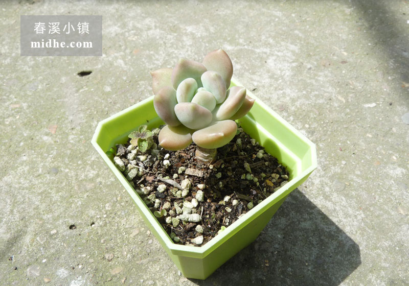 胖美人(小方盆老桩/多头)-春溪小镇