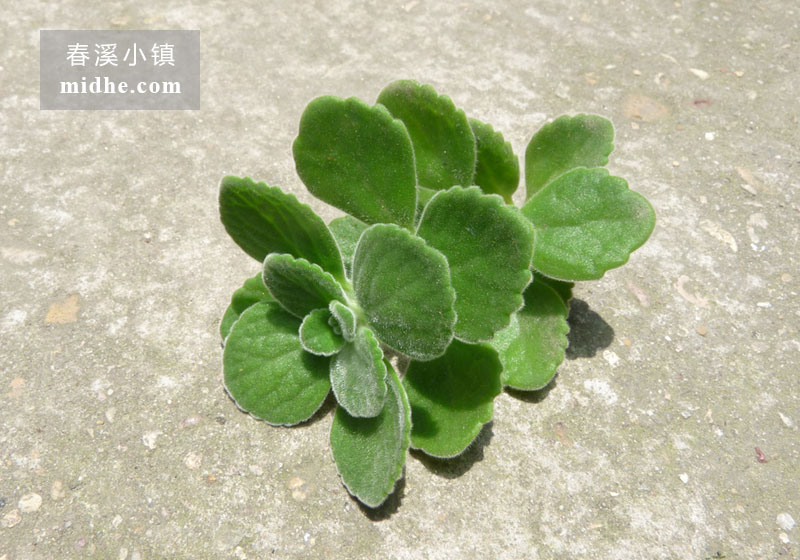 碰碰香-春溪小镇