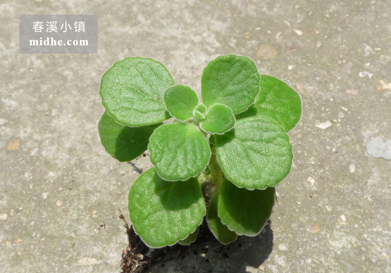 碰碰香（单株）-春溪小镇