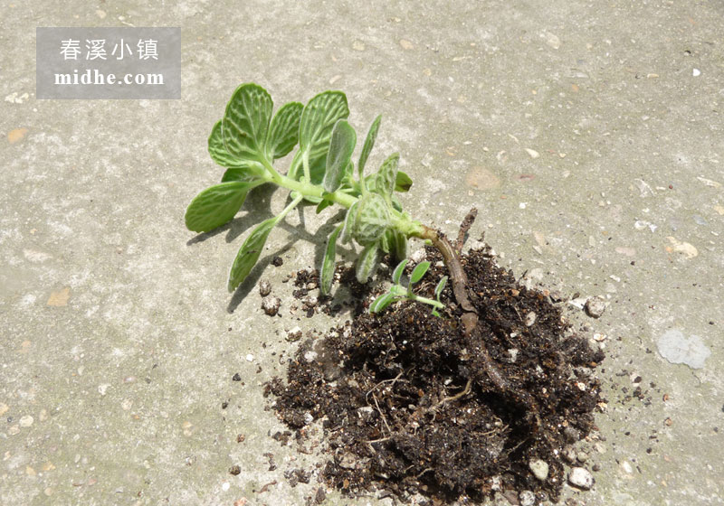 碰碰香（单株）-春溪小镇