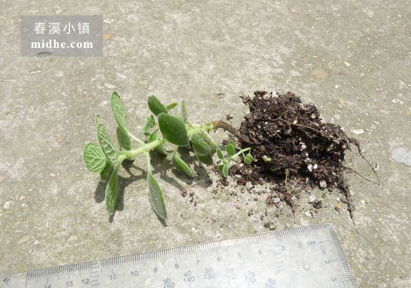 碰碰香（单株）-春溪小镇