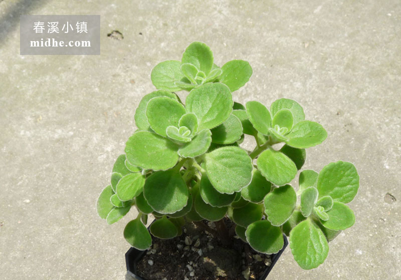 碰碰香（小方盆）-春溪小镇