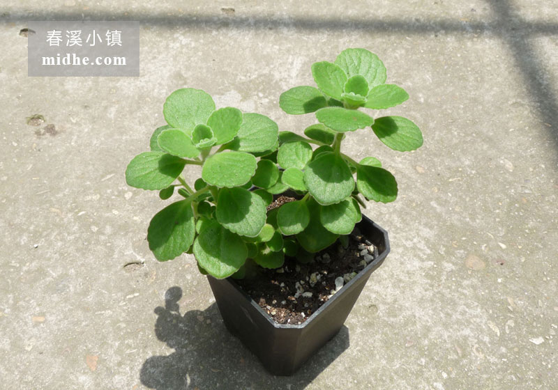 碰碰香（小方盆）-春溪小镇