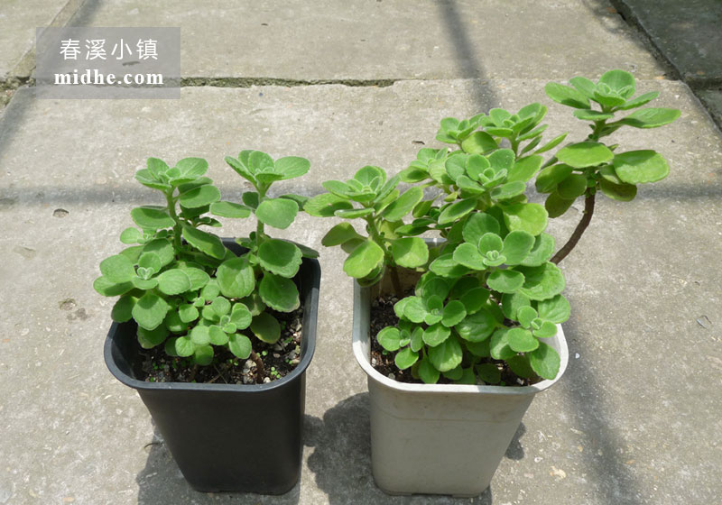 碰碰香（中号万象盆）-春溪小镇