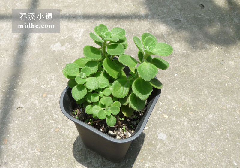 碰碰香（中号万象盆）-春溪小镇