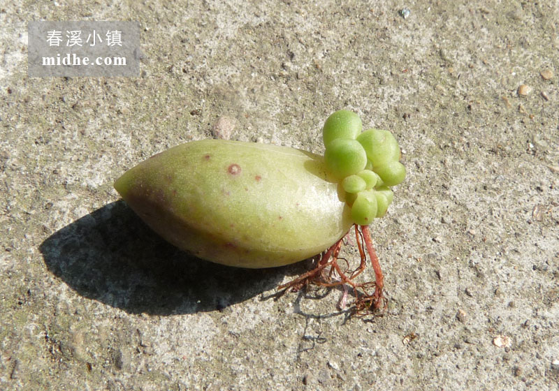 千代田之松(苗)-春溪小镇