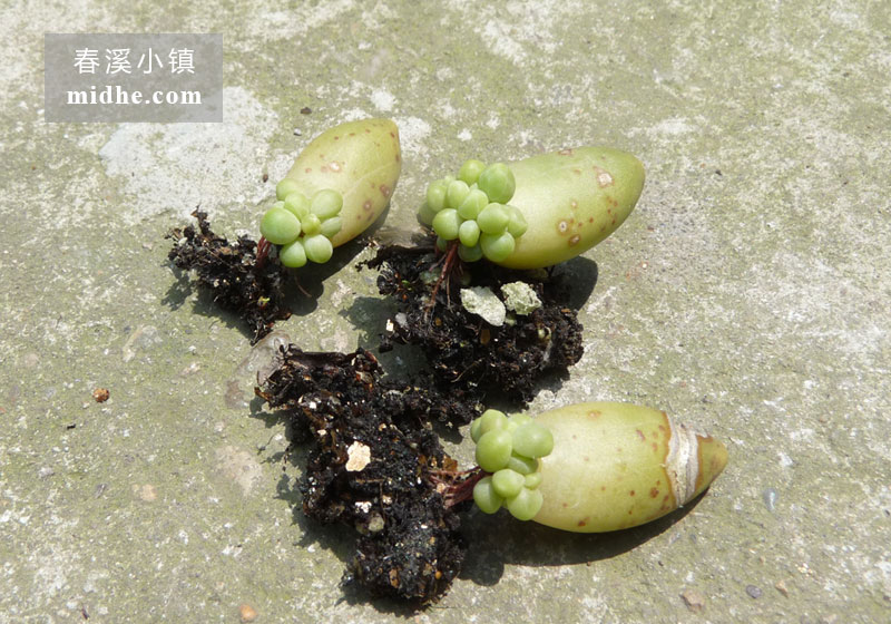 千代田之松(苗)-春溪小镇