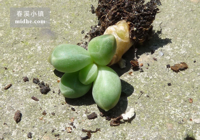 千代田之松(单株)-春溪小镇