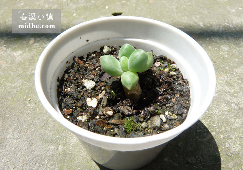 千代田之松(小白盆)-春溪小镇