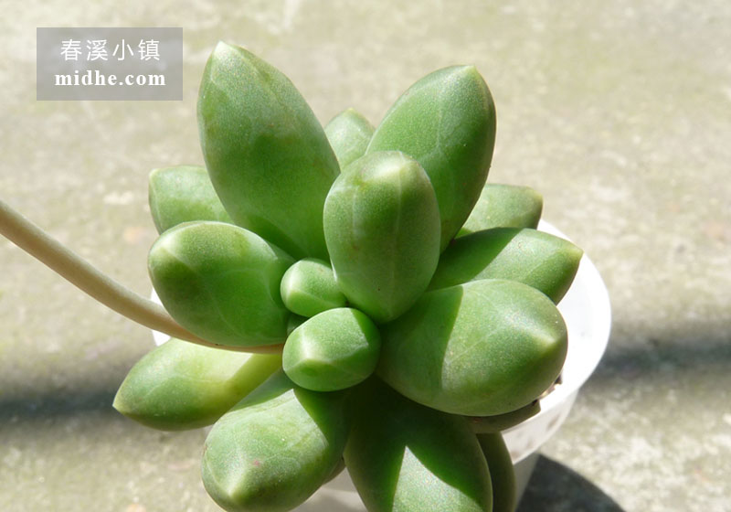 千代田之松(小白盆老桩/多头)-春溪小镇