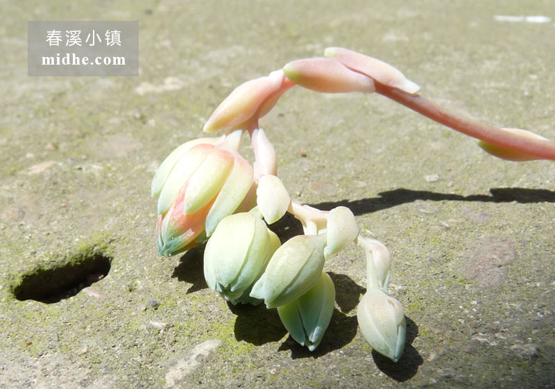 千代田之松(小白盆老桩/多头)-春溪小镇