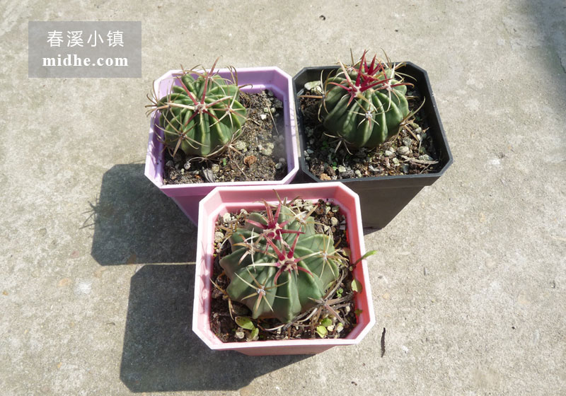 日出(小方盆)-春溪小镇