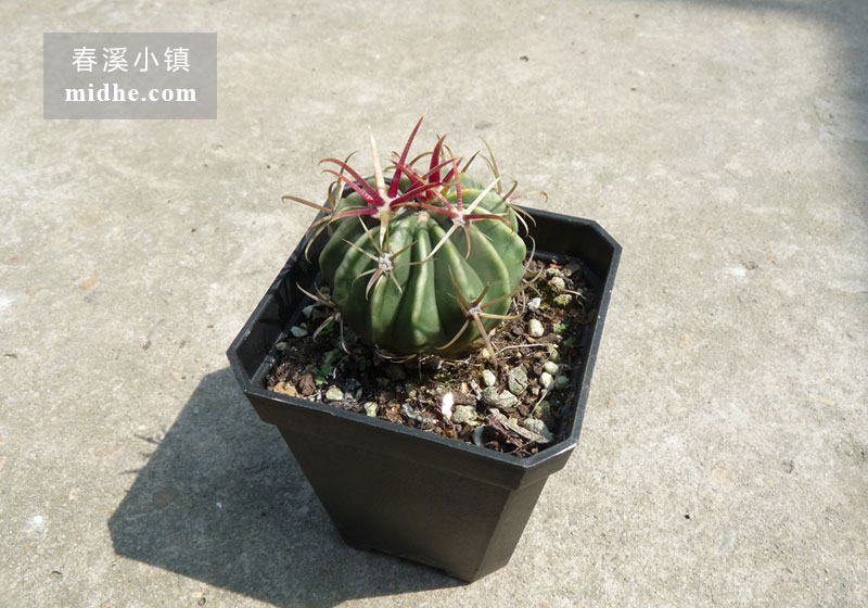 日出(小方盆)-春溪小镇